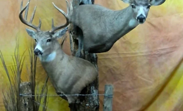 Photo of Northern Impressions Taxidermy