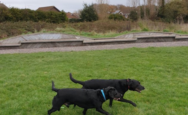 Photo of Buddiepet - Dog walker Southampton