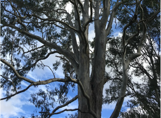 Photo of Tree Lopping Brisbane North
