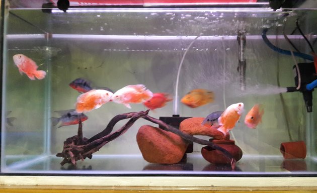 Photo of Kushi Aquarium