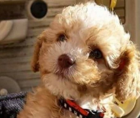 Photo of PUP, PUP HOORAY! - Toy Poodle Breeding