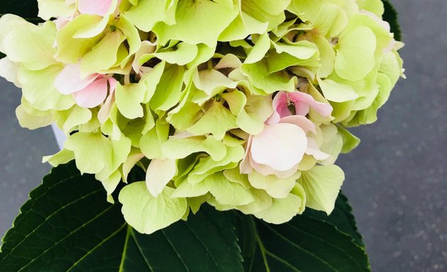 Photo de O' Fleurs De Montmartre Paris