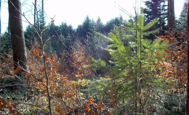 Photo de Forêts & Bois de l'Est - Agence de Franche Comté