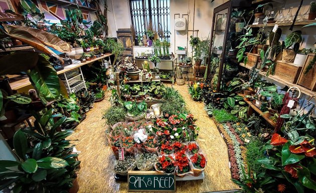 Photo of Oak & Reed rare plant shop