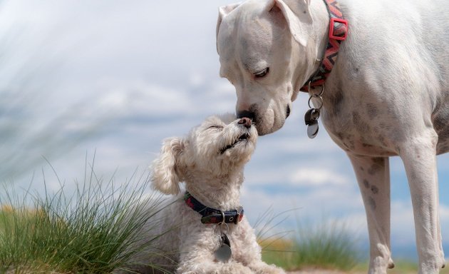 Photo of Dog Training in London