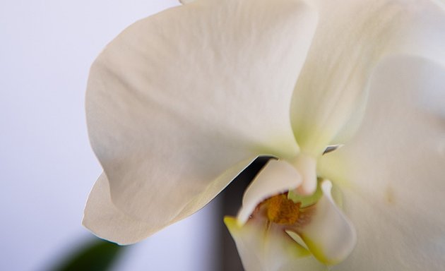 Photo of Formosa Orchid Nursery