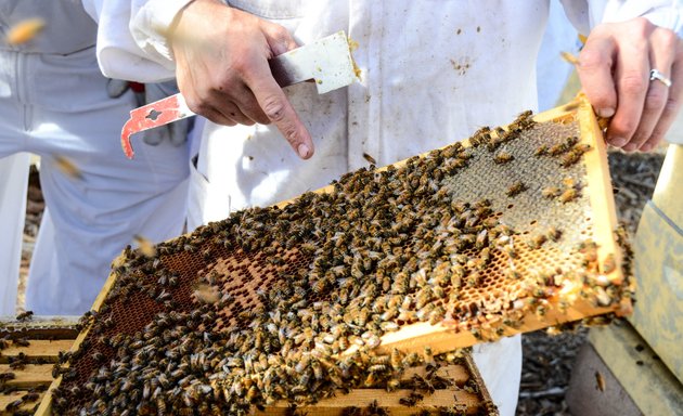 Photo of San Francisco Honey & Pollen Company