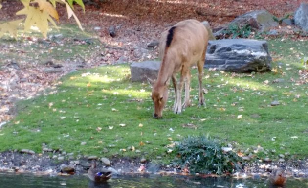 Photo of Pere David's Deer