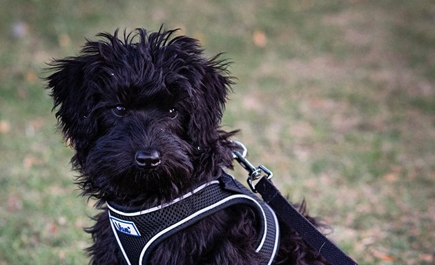 Photo of Shampooch Dog Groomers