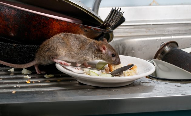 Foto von SBK - Schädlingsbekämpfung & Kammerjäger Mittelhessen