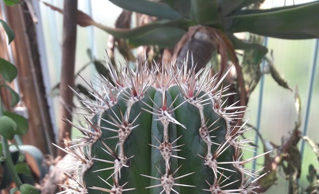 Photo de Serres du Jardin botanique