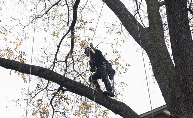 Photo of Storybook Tree Services Inc.