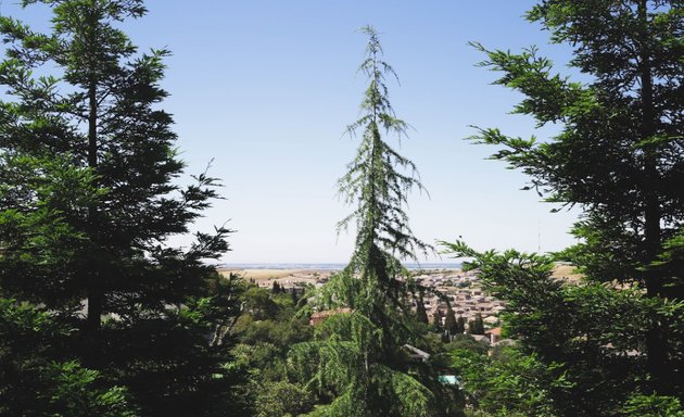 Photo of Tree Surgeon Kingston