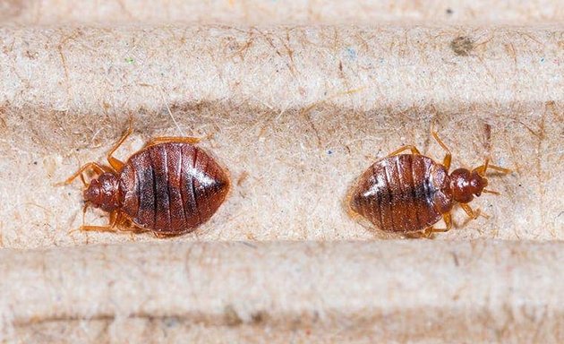 Photo of Pest Control Abbotsford | Advance Ltd Pest Exterminators Ants ,Bed Bugs,Rat ,Cockroach,Mice