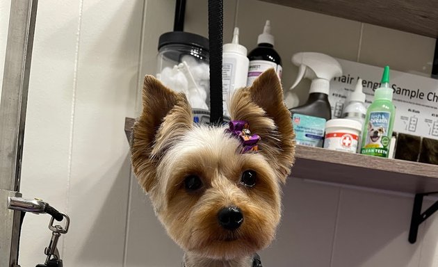 Photo of PUPLIKE grooming studio