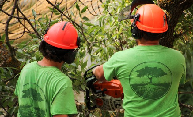 Photo of Croft Tree Experts