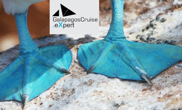 Foto de Galapagos Cruises eXpert