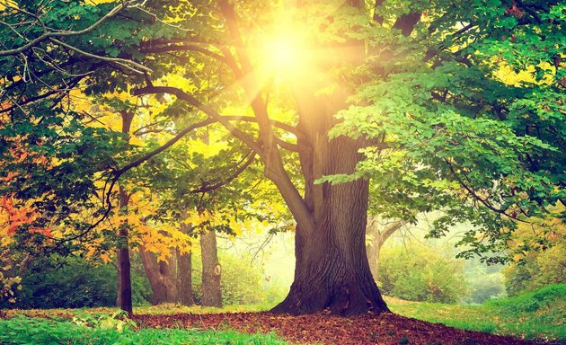 Foto von Arborist Berlin - Baumpflege