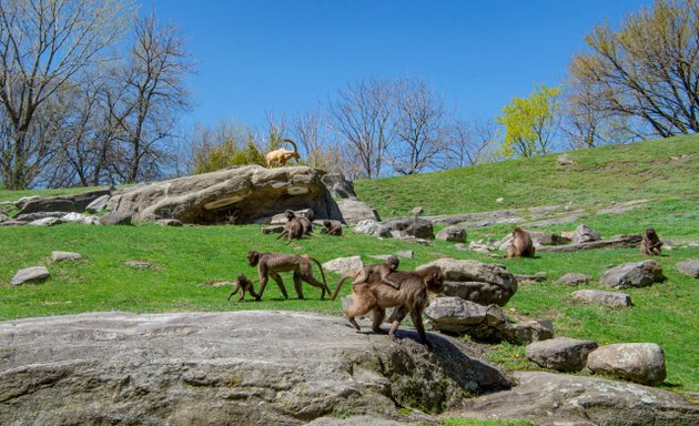 Photo of Baboon Reserve at Bronx Zoo