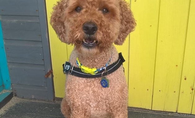 Photo of Barker & Shears Dog Grooming Salon