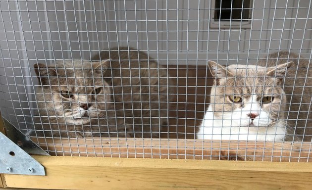 Photo of Bellhouse Cattery