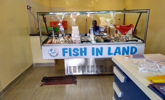 Photo of Fish in land