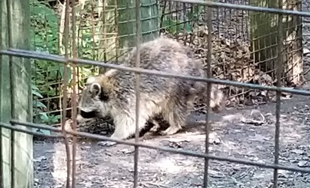 Photo of Raccoon Exhibit