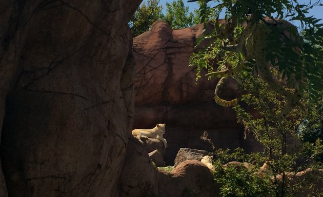 Photo of Lion Exhibit