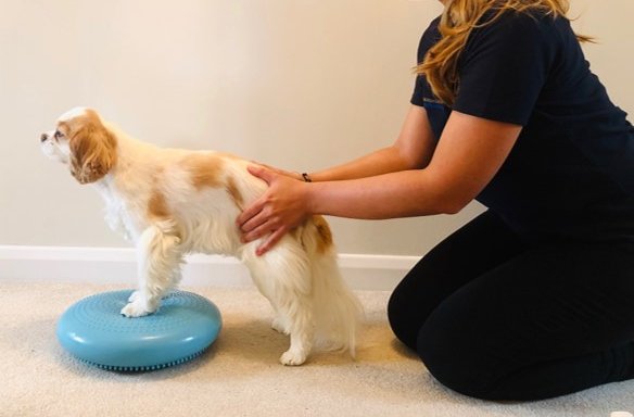 Photo of Charlie Coyle Veterinary Physiotherapy