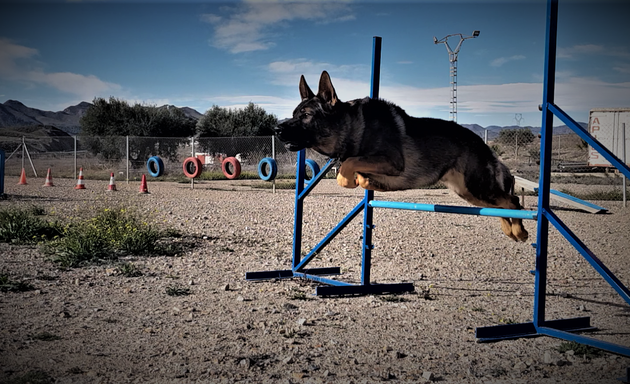 Foto de Carlos Kiran. Educación Y Adiestramiento Canino (Club Canino MAZAKAN)