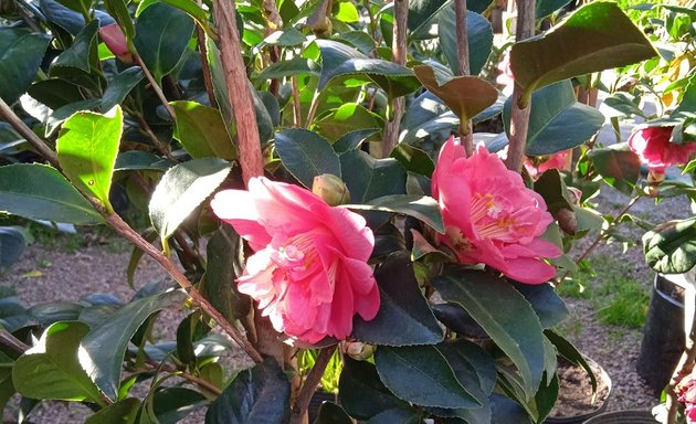 Foto de Jardín Del Parque - Vivero