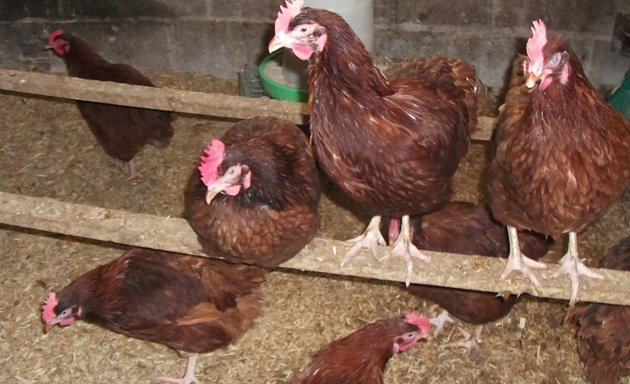 Photo of Fosters Poultry and Fertile Hatching Eggs.com