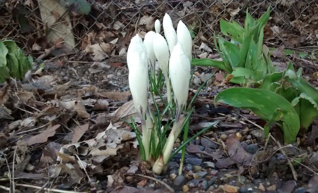 Photo of Frendsbury Gardens