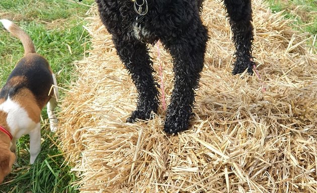 Photo of Buddys Doggy Walks York