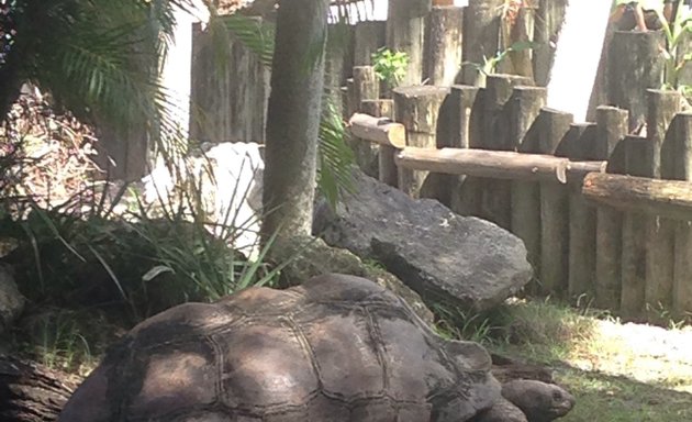Photo of Tortoise Habitat