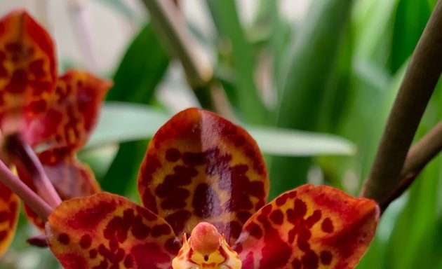 Photo of High Desert Orchids