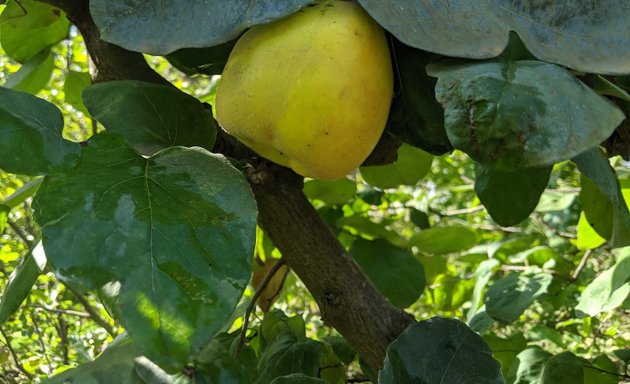 Foto von Baumschulen Ewald Fischer