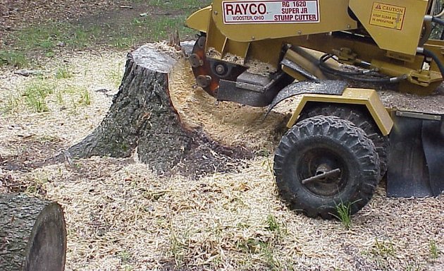 Photo of Tree Doctor Brisbane - Tree Lopping Brisbane