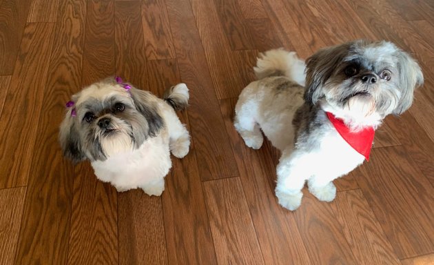 Photo of Happy Pets Grooming