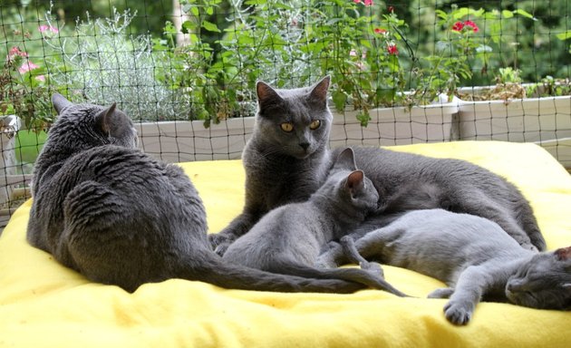 Foto von Chartreux von Villa Ingenheim