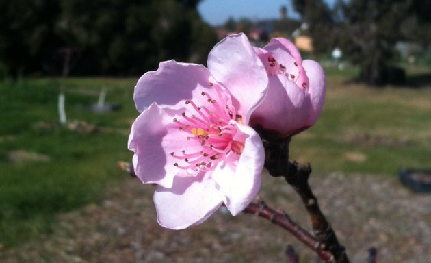 Photo of Avondale Heights Community Garden