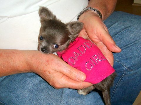 Photo of Pocket Puppies