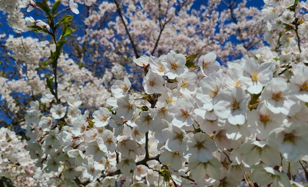 Photo of Mini Blossom Park