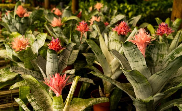 Foto de Flores y Plantas Musacco