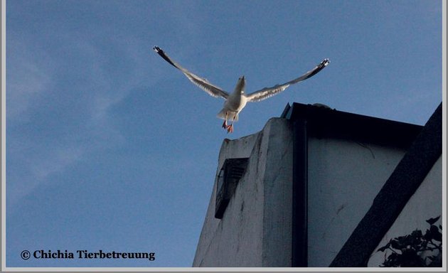 Foto von Tierbetreuung Chichia