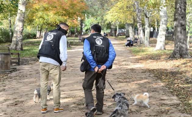 Photo of Training Dog