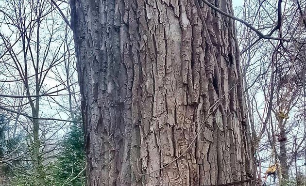 Foto von Arborist Berlin - Baumpflege