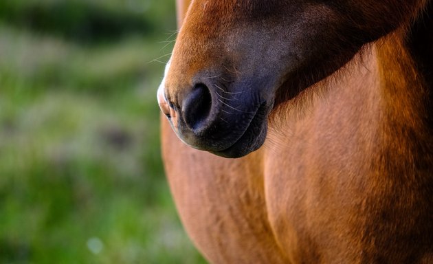 Photo of London Equine Therapy