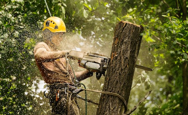 Photo of PRO Tree Removal Brisbane