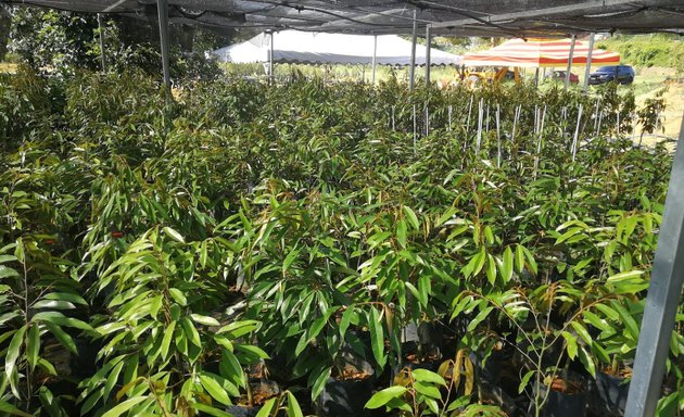 Photo of Wangi Durian Nursery